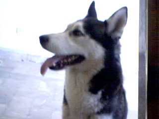 husky-perfil.jpg